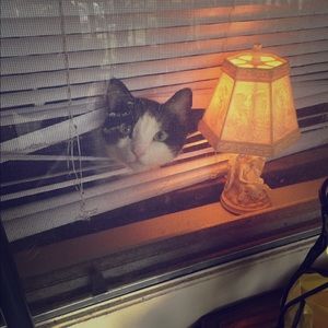 Vintage Angel lamp (not cute kitty)